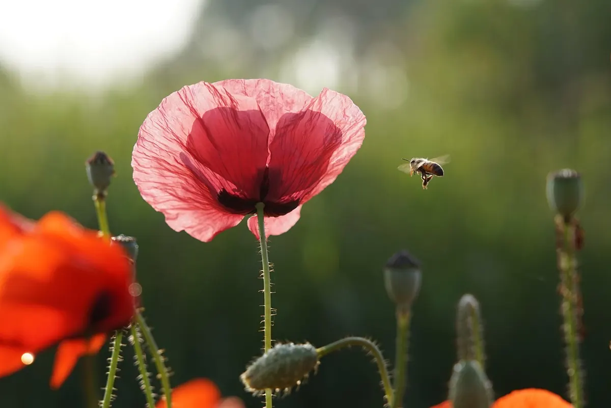 10 Native UK Flowers That Feed Bees and Butterflies from Spring to Autumn