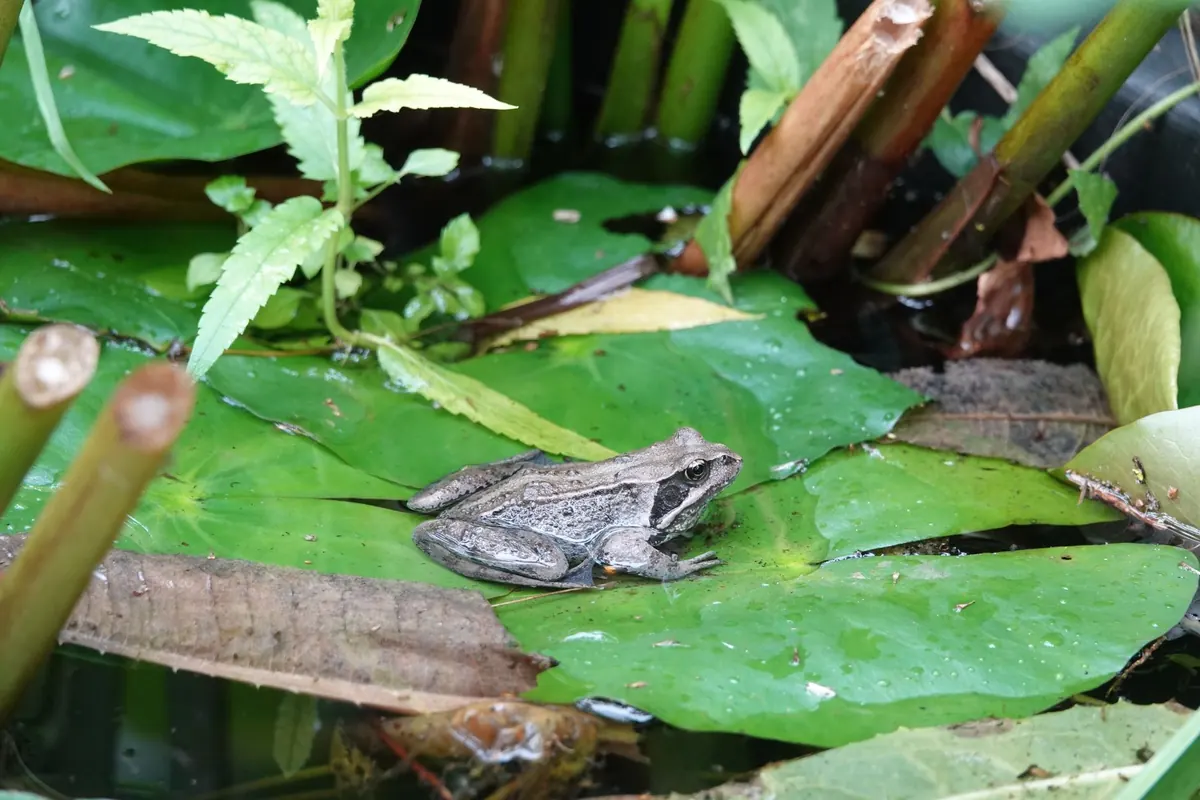 How to Build a Wildlife Pond in a Small UK Garden: A Beginner's Step-by-Step Guide