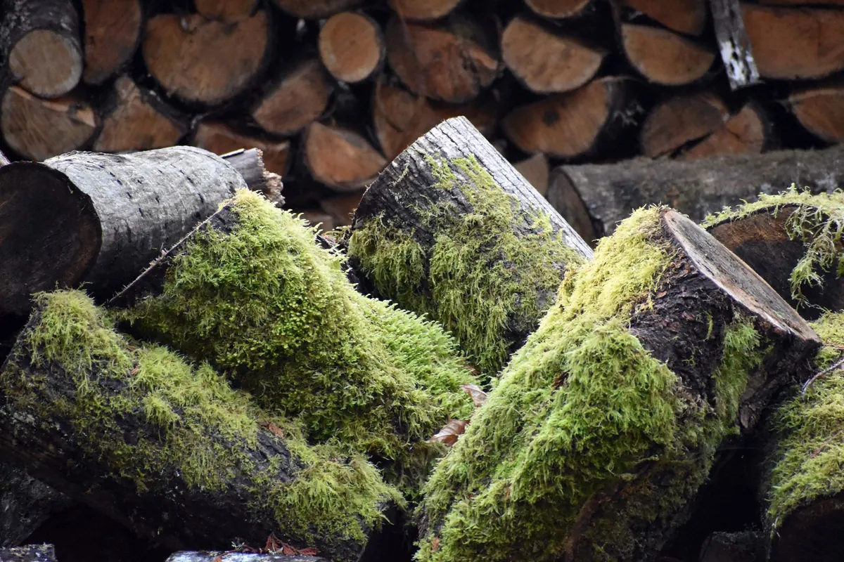 How to Create a Log Pile Habitat for Hedgehogs, Beetles and Fungi