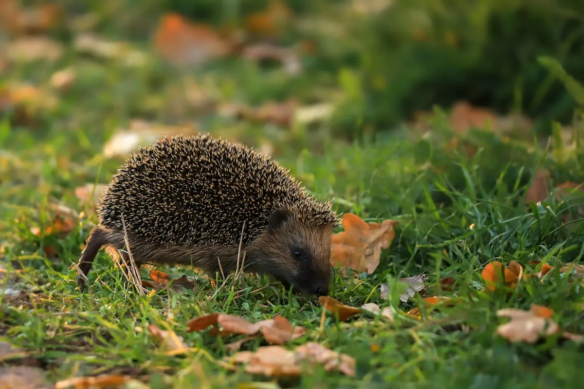 How to Make a Hedgehog Highway Through Your Garden Fence