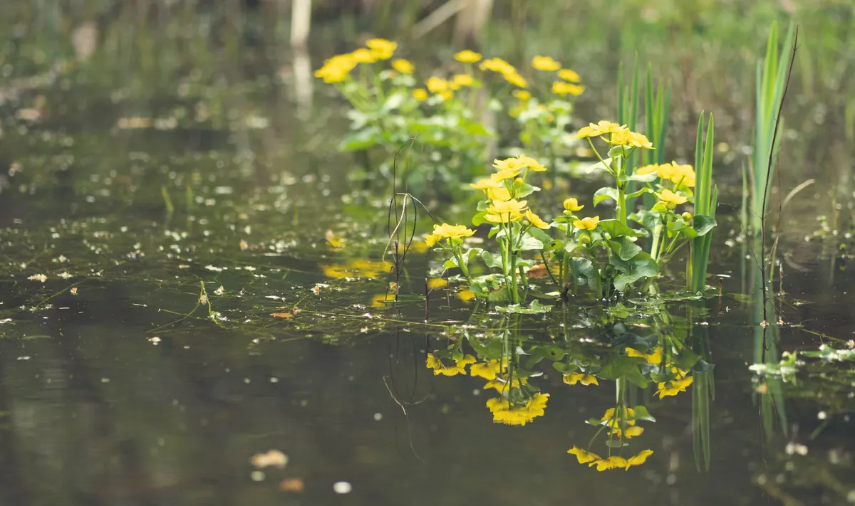 Native British Pond Plants: A Beginner's Guide to Oxygenators, Marginals and Floaters