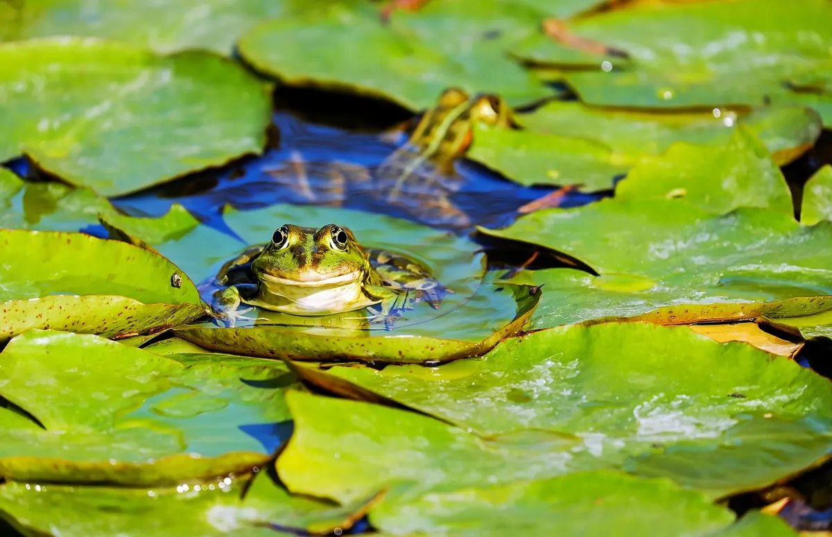 When to Clean a Garden Pond Without Harming Frogs and Newts